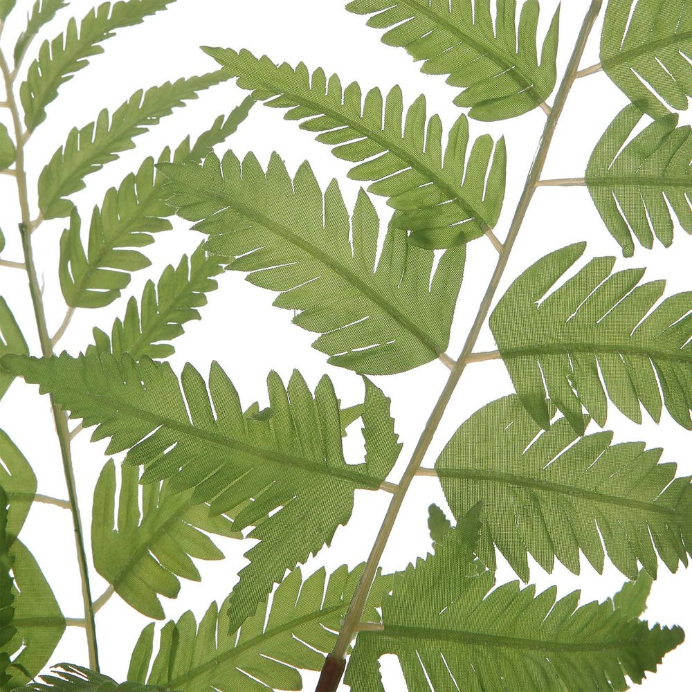Country Ferns, Set of 2