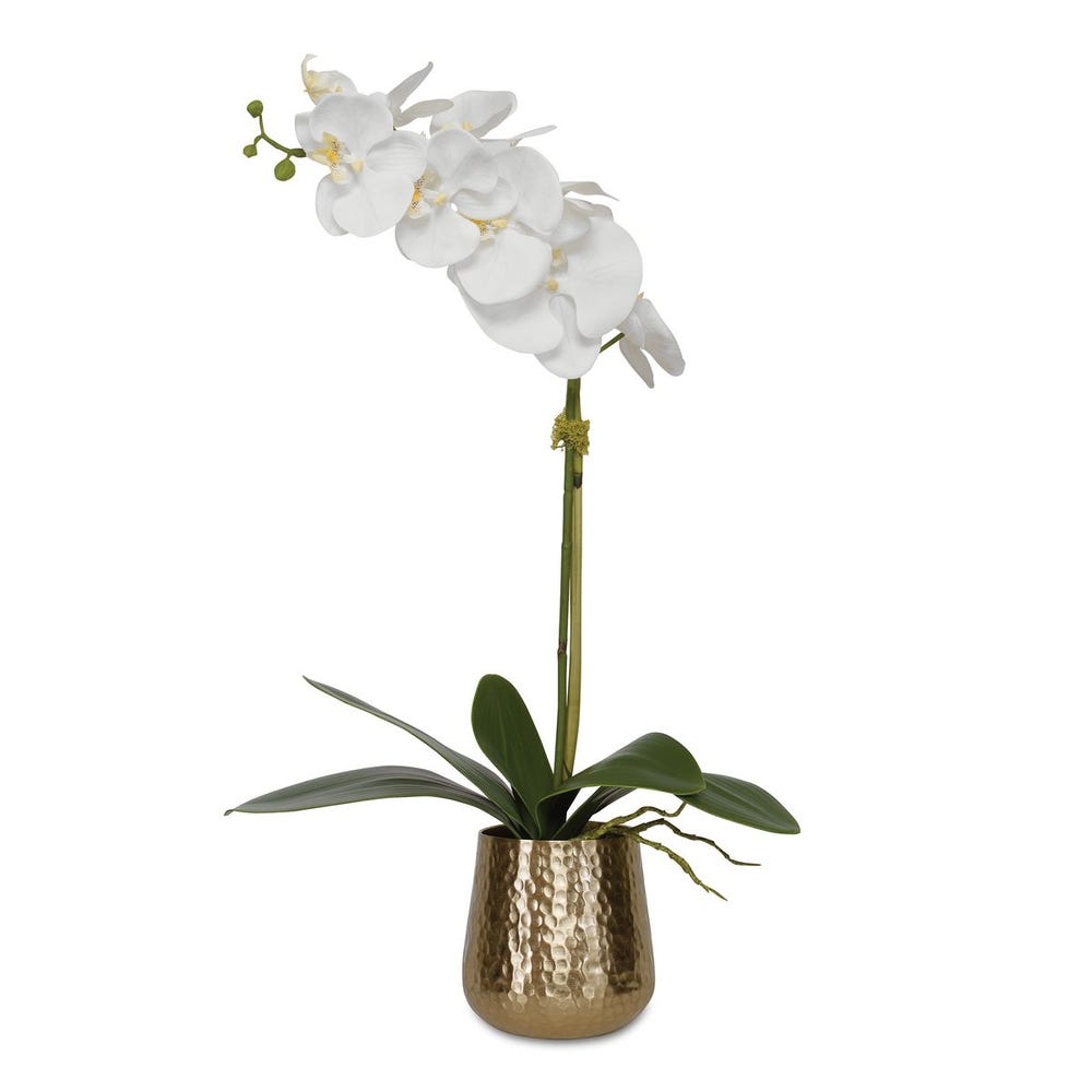Cami Orchid
