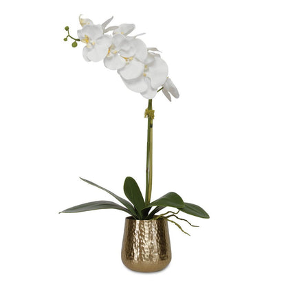 Cami Orchid