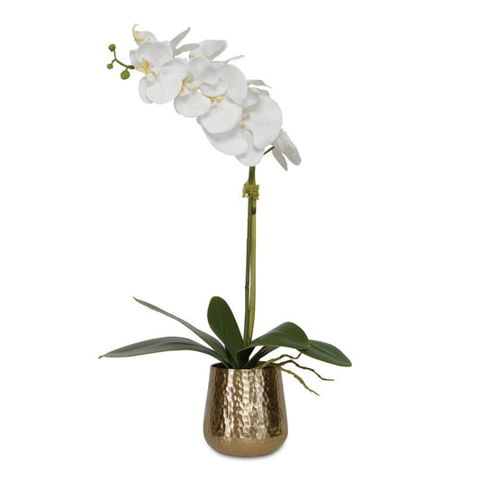 Cami Orchid