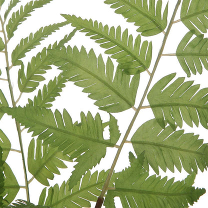 Country Ferns, Set of 2