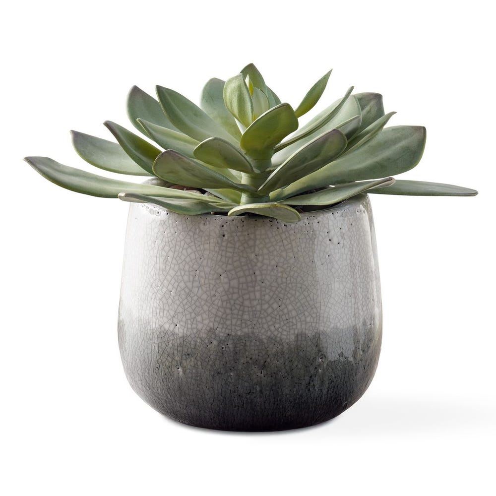 Dudleya Outdoor Succulent
