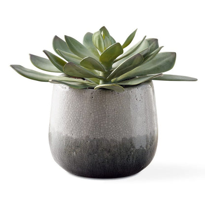 Dudleya Outdoor Succulent