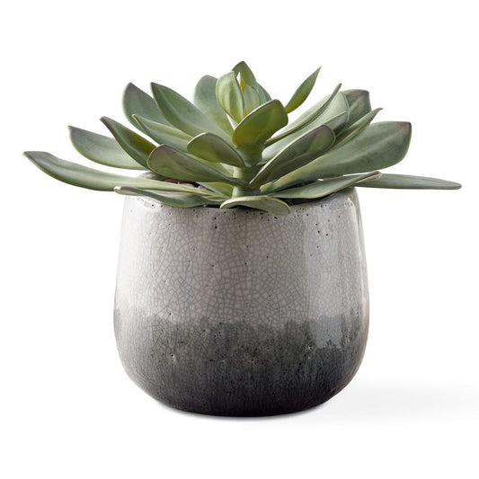 Dudleya Outdoor Succulent