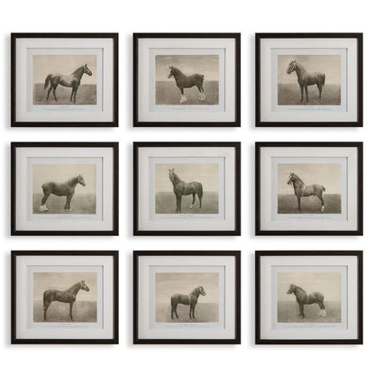 Equine Dynasty Framed Prints, Set of 9