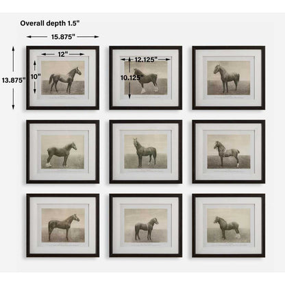 Equine Dynasty Framed Prints, Set of 9