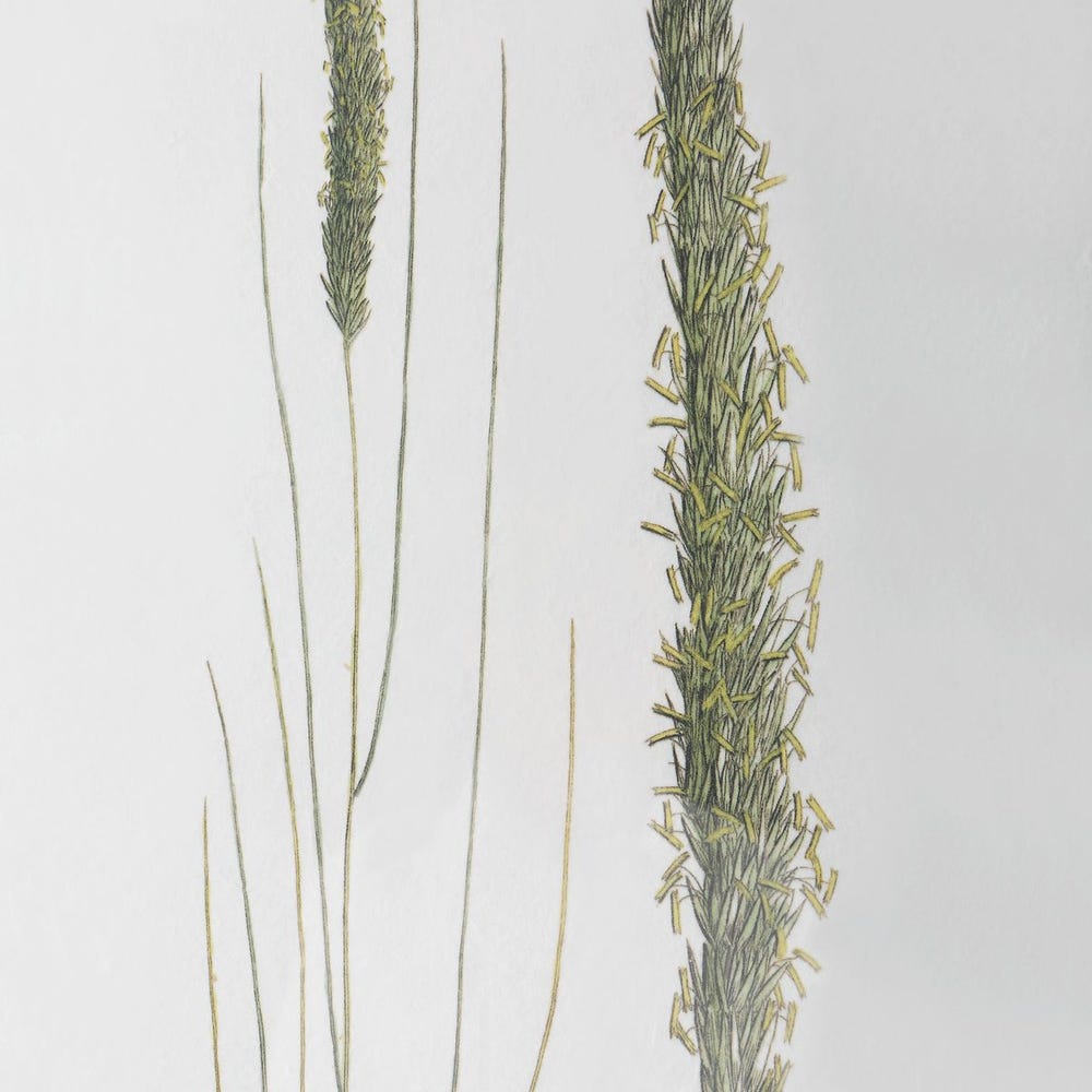 Forest Finds Framed Prints, Set of 6