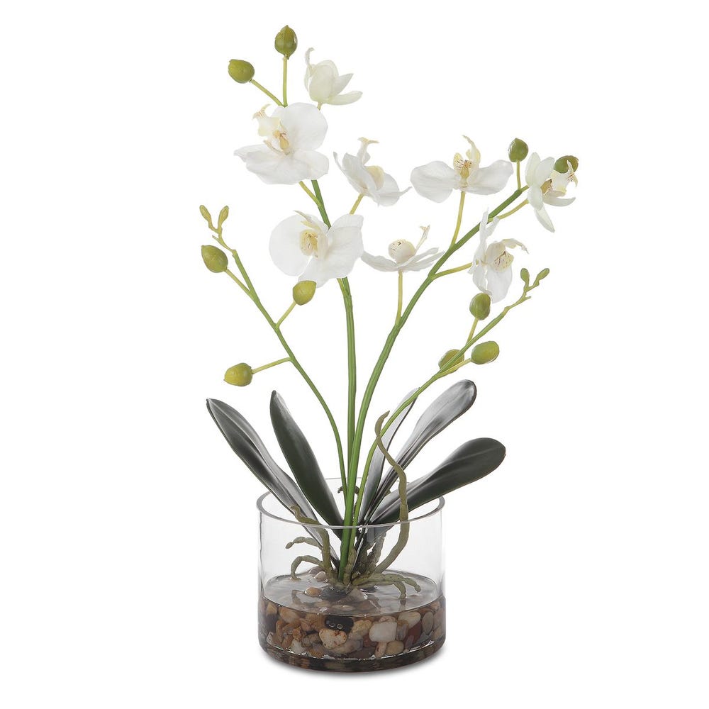 Glory Orchid