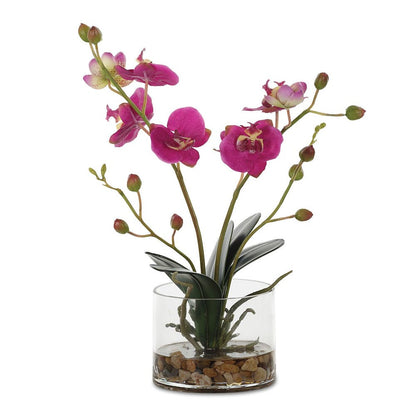 Glory Orchid