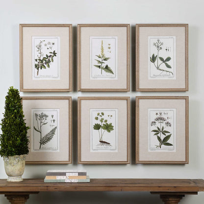 Green Floral Botanical Study Framed Prints, Set of 6