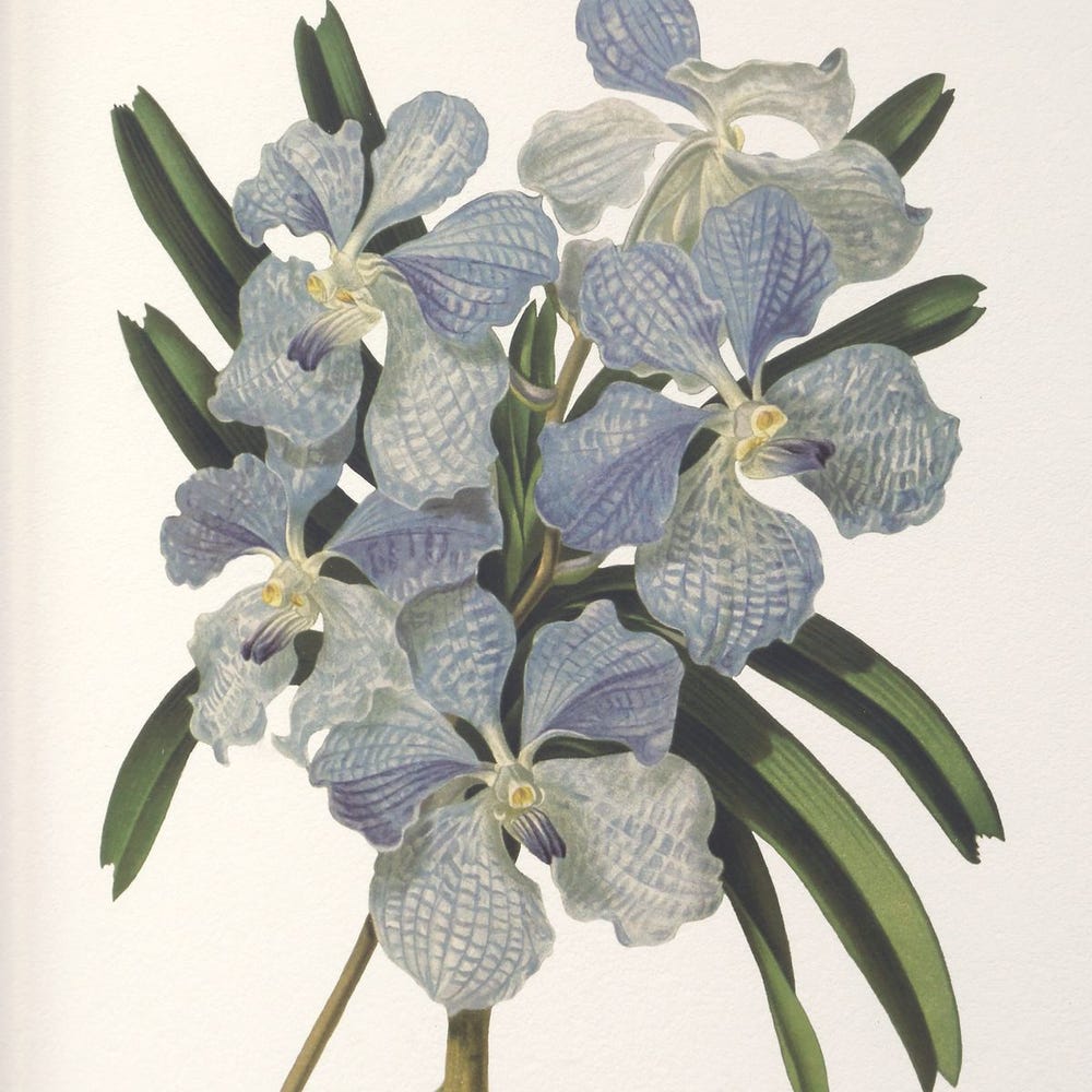 Orchid Botanical Framed Prints, Set of 6