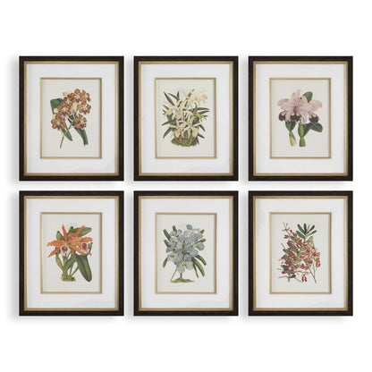 Orchid Botanical Framed Prints, Set of 6
