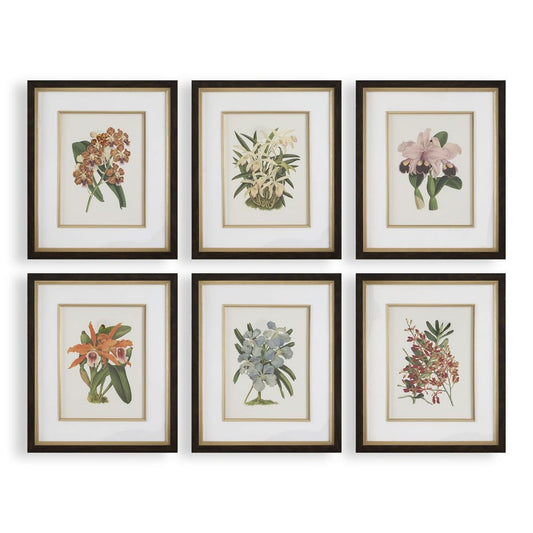 Orchid Botanical Framed Prints, Set of 6