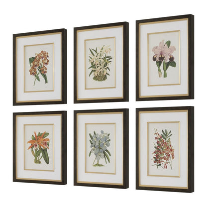 Orchid Botanical Framed Prints, Set of 6