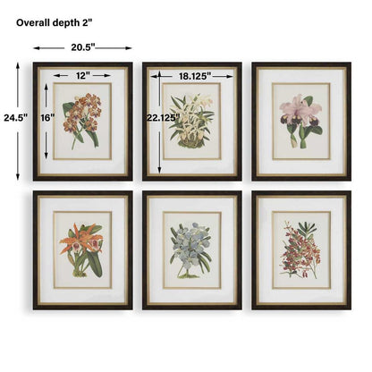 Orchid Botanical Framed Prints, Set of 6
